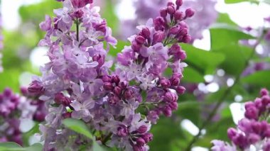 Leylak çiçeğinin güzel yakın çekimi. Pembe-mor leylak çiçeği. Bahar ya da yaz dönemi. Doğal arka plan. Parlak renkli çiçekler. Bahçede ya da parkta leylak çiçek açar.