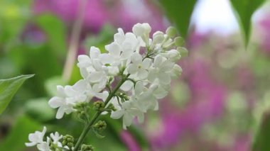 Leylak çiçeğinin güzel yakın çekimi. Beyaz leylak çiçeği çiçeği. Bahar ya da yaz dönemi. Doğal arka plan. Renkli çiçekler. Bahçede ya da parkta leylak çiçek açar.