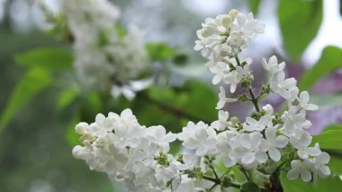 Leylak çiçeğinin güzel yakın çekimi. Beyaz leylak çiçeği çiçeği. Bahar ya da yaz dönemi. Doğal arka plan. Renkli çiçekler. Bahçede ya da parkta leylak çiçek açar.