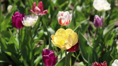 Farklı türde renkli, parlak laleler. Seçici odaklı parlak çiçekler. Doğa geçmişi. Bahar arka planı. Laleler yakın plan. Baharda açan laleler tarlası