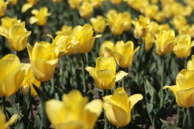 Sarı lale tarlası. Çiçekli bahar arkaplanı. Sarı çiçekli bir açıklık. Parlak renkli laleler. Manzara. Doğa arkaplanı