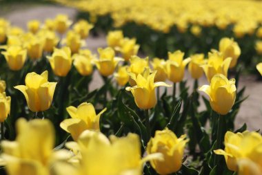 Sarı lale tarlası. Çiçekli bahar arkaplanı. Sarı çiçekli bir açıklık. Parlak renkli laleler. Manzara. Doğa arkaplanı