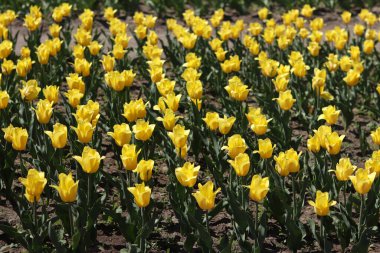 Sarı lale tarlası. Çiçekli bahar arkaplanı. Sarı çiçekli bir açıklık. Parlak renkli laleler. Manzara. Doğa arkaplanı