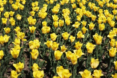 Sarı lale tarlası. Çiçekli bahar arkaplanı. Sarı çiçekli bir açıklık. Parlak renkli laleler. Manzara. Doğa arkaplanı