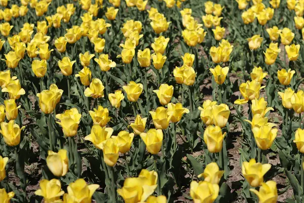 Sarı lale tarlası. Çiçekli bahar arkaplanı. Sarı çiçekli bir açıklık. Parlak renkli laleler. Manzara. Doğa arkaplanı