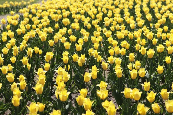 Sarı lale tarlası. Çiçekli bahar arkaplanı. Sarı çiçekli bir açıklık. Parlak renkli laleler. Manzara. Doğa arkaplanı