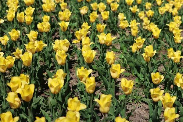 Sarı lale tarlası. Çiçekli bahar arkaplanı. Sarı çiçekli bir açıklık. Parlak renkli laleler. Manzara. Doğa arkaplanı