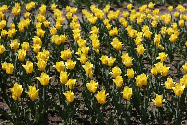 Sarı lale tarlası. Çiçekli bahar arkaplanı. Sarı çiçekli bir açıklık. Parlak renkli laleler. Manzara. Doğa arkaplanı