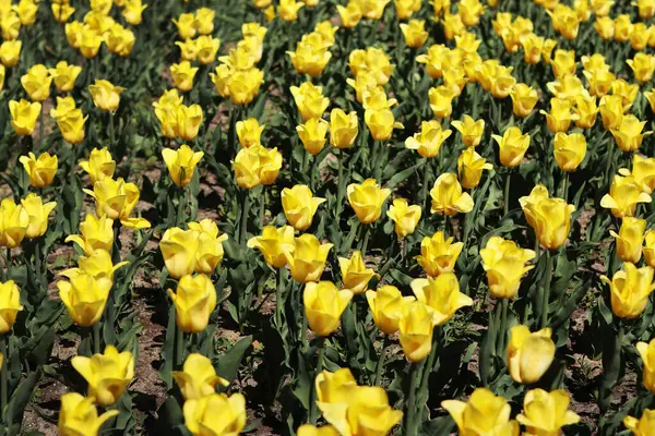 Sarı lale tarlası. Çiçekli bahar arkaplanı. Sarı çiçekli bir açıklık. Parlak renkli laleler. Manzara. Doğa arkaplanı