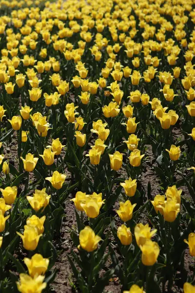 Sarı lale tarlası. Çiçekli bahar arkaplanı. Sarı çiçekli bir açıklık. Parlak renkli laleler. Manzara. Doğa arkaplanı