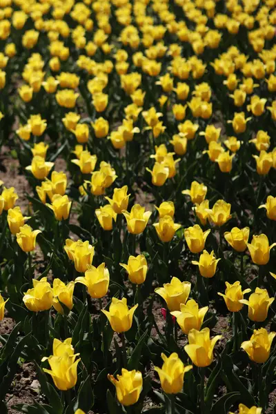 Sarı lale tarlası. Çiçekli bahar arkaplanı. Sarı çiçekli bir açıklık. Parlak renkli laleler. Manzara. Doğa arkaplanı
