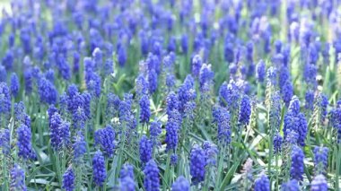 Muscari veya Mouse Hyacinth. Seçici odaklı güzel mavi çiçekler. Muscari 'nin bataklığı. Baharın erken saatlerinin parlak mavi çiçekleri. Mavi çiçeklere yakın çekim. Doğa arkaplanı
