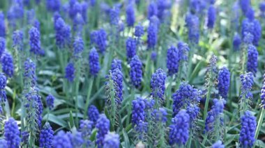 Muscari veya Mouse Hyacinth. Seçici odaklı güzel mavi çiçekler. Muscari 'nin bataklığı. Baharın erken saatlerinin parlak mavi çiçekleri. Mavi çiçeklere yakın çekim. Doğa arkaplanı