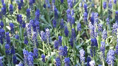 Muscari veya Mouse Hyacinth. Seçici odaklı güzel mavi çiçekler. Muscari 'nin bataklığı. Baharın erken saatlerinin parlak mavi çiçekleri. Mavi çiçeklere yakın çekim. Doğa arkaplanı