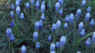Muscari veya Mouse Hyacinth. Seçici odaklı güzel mavi çiçekler. Muscari 'nin bataklığı. Baharın erken saatlerinin parlak mavi çiçekleri. Mavi çiçeklere yakın çekim. Doğa arkaplanı