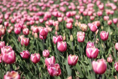 Pembe laleler tarlası. Çiçekli bahar arkaplanı. Parlak pembe çiçeklerden oluşan bir açıklık. Yeşil yaprakların arasında lale çiçekleri. Manzara. Doğa arkaplanı