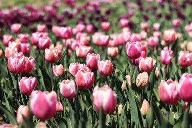 Pembe laleler tarlası. Çiçekli bahar arkaplanı. Parlak pembe çiçeklerden oluşan bir açıklık. Yeşil yaprakların arasında lale çiçekleri. Manzara. Doğa arkaplanı