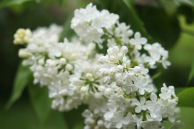 Leylak çiçeğinin güzel yakın çekimi. Beyaz leylak çiçeği çiçeği. Bahar ya da yaz dönemi. Doğal arka plan. Renkli çiçekler. Bahçede ya da parkta leylak çiçek açar.