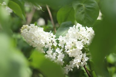 Leylak çiçeğinin güzel yakın çekimi. Beyaz leylak çiçeği çiçeği. Bahar ya da yaz dönemi. Doğal arka plan. Renkli çiçekler. Bahçede ya da parkta leylak çiçek açar.