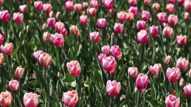 Pembe laleler tarlası. Yeşil yaprakların arasında lale çiçekleri. Manzara. Doğa geçmişi. Çiçekli bahar arkaplanı. Parlak pembe çiçeklerden oluşan bir açıklık