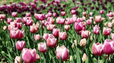 Pembe laleler tarlası. Yeşil yaprakların arasında lale çiçekleri. Manzara. Doğa geçmişi. Çiçekli bahar arkaplanı. Parlak pembe çiçeklerden oluşan bir açıklık