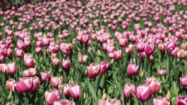 Pembe laleler tarlası. Yeşil yaprakların arasında lale çiçekleri. Manzara. Doğa geçmişi. Çiçekli bahar arkaplanı. Parlak pembe çiçeklerden oluşan bir açıklık