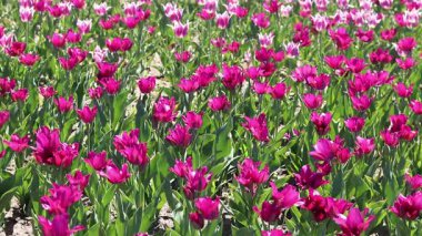 Pembe laleler tarlası. Yeşil yaprakların arasında lale çiçekleri. Manzara. Doğa geçmişi. Çiçekli bahar arkaplanı. Parlak pembe çiçeklerden oluşan bir açıklık