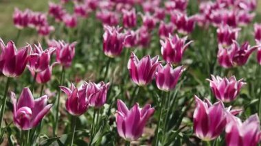 Pembe laleler tarlası. Yeşil yaprakların arasında lale çiçekleri. Manzara. Doğa geçmişi. Çiçekli bahar arkaplanı. Parlak pembe çiçeklerden oluşan bir açıklık