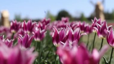 Pembe laleler tarlası. Yeşil yaprakların arasında lale çiçekleri. Manzara. Doğa geçmişi. Çiçekli bahar arkaplanı. Parlak pembe çiçeklerden oluşan bir açıklık