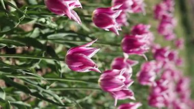 Pembe laleler tarlası. Yeşil yaprakların arasında lale çiçekleri. Manzara. Doğa geçmişi. Çiçekli bahar arkaplanı. Parlak pembe çiçeklerden oluşan bir açıklık