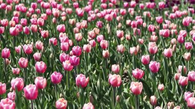 Pembe laleler tarlası. Yeşil yaprakların arasında lale çiçekleri. Manzara. Doğa geçmişi. Çiçekli bahar arkaplanı. Parlak pembe çiçeklerden oluşan bir açıklık