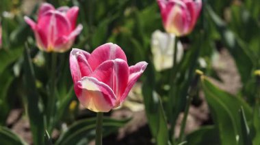 Pembe laleler tarlası. Yeşil yaprakların arasında lale çiçekleri. Manzara. Doğa geçmişi. Çiçekli bahar arkaplanı. Parlak pembe çiçeklerden oluşan bir açıklık