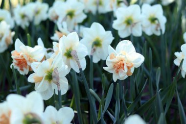 Nergis çiçeğine yakın çekim. Çiçeğin ortasında portakal yaprakları olan beyaz nergis. Doğa geçmişi. Pembe merkezli duble beyaz nergis. Bahar arka planı. Seçici odak