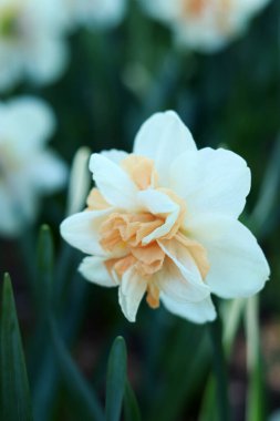 Nergis çiçeğine yakın çekim. Çiçeğin ortasında portakal yaprakları olan beyaz nergis. Doğa geçmişi. Pembe merkezli duble beyaz nergis. Bahar arka planı. Seçici odak