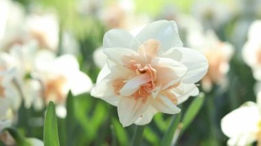 Nergis çiçeğine yakın çekim. Çiçeğin ortasında portakal yaprakları olan beyaz nergis. Doğa geçmişi. Pembe merkezli duble beyaz nergis. Bahar arka planı. Seçici odak