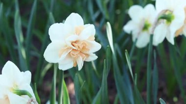 Nergis çiçeğine yakın çekim. Çiçeğin ortasında portakal yaprakları olan beyaz nergis. Doğa geçmişi. Pembe merkezli duble beyaz nergis. Bahar arka planı. Seçici odak