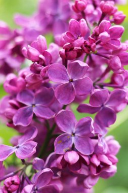 Leylak çiçekleri yakın plan. Çiçek açan leylak dalı, yumuşak odaklı bahar çiçekleri. Doğa geçmişi. Seçici odaklı leylak çiçekleri. Bahar