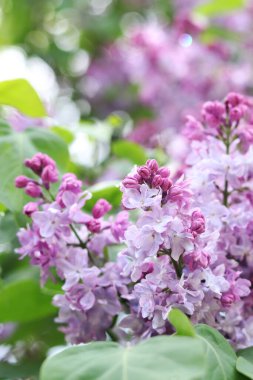 Leylak çiçekleri yakın plan. Çiçek açan leylak dalı, yumuşak odaklı bahar çiçekleri. Doğa geçmişi. Seçici odaklı leylak çiçekleri. Bahar