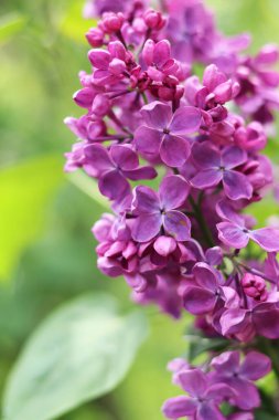 Leylak çiçekleri yakın plan. Çiçek açan leylak dalı, yumuşak odaklı bahar çiçekleri. Doğa geçmişi. Seçici odaklı leylak çiçekleri. Bahar