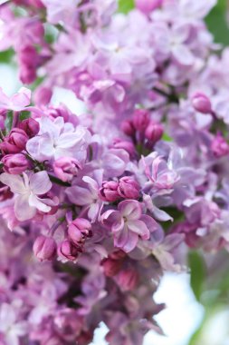 Leylak çiçekleri yakın plan. Çiçek açan leylak dalı, yumuşak odaklı bahar çiçekleri. Doğa geçmişi. Seçici odaklı leylak çiçekleri. Bahar