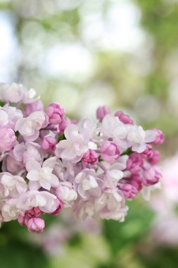 Leylak çiçekleri yakın plan. Çiçek açan leylak dalı, yumuşak odaklı bahar çiçekleri. Doğa geçmişi. Seçici odaklı leylak çiçekleri. Bahar