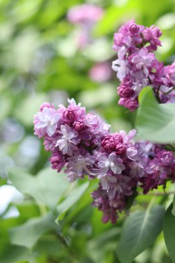 Leylak çiçekleri yakın plan. Çiçek açan leylak dalı, yumuşak odaklı bahar çiçekleri. Doğa geçmişi. Seçici odaklı leylak çiçekleri. Bahar