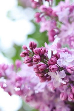 Leylak çiçekleri yakın plan. Çiçek açan leylak dalı, yumuşak odaklı bahar çiçekleri. Doğa geçmişi. Seçici odaklı leylak çiçekleri. Bahar