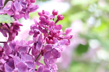 Leylak çiçekleri yakın plan. Çiçek açan leylak dalı, yumuşak odaklı bahar çiçekleri. Doğa geçmişi. Seçici odaklı leylak çiçekleri. Bahar