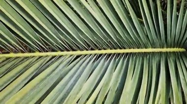 Palmiye yaprağı yakın plan. Tropikal arka plan. Doğa. Yeşil palmiye yaprakları