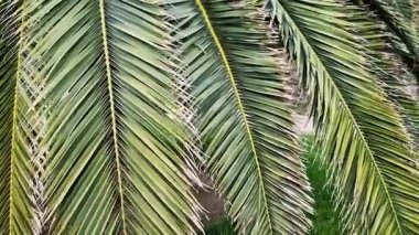 Palmiye yaprağı yakın plan. Tropikal arka plan. Doğa. Yeşil palmiye yaprakları