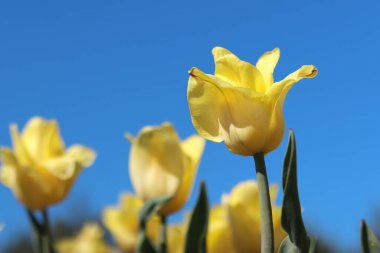Mavi gökyüzüne karşı sarı laleler. Laleler yakın plan. Baharda çiçek açan laleler. Seçici odaklı parlak sarı çiçekler. Doğa geçmişi. Bahar arka planı. Gökyüzüne karşı güzel çiçekler