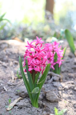 Pembe sümbül yakın plan. Küçük çiçeklerden toplanan pembe kızılötesi ışınlar. Parlak pembe sümbüllerin tam çiçeklenme hali. Bahçıvanlık. Büyüyen çiçekler