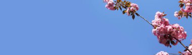 Sakura gökyüzüne karşı çiçek açıyor. Güzel pembe sakura çiçekleri. Çiçekler yakın plan. Bahar arka planı. Parkta çiçek açan sakura. Kopyalama alanı olan pankart