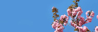 Sakura gökyüzüne karşı çiçek açıyor. Güzel pembe sakura çiçekleri. Çiçekler yakın plan. Bahar arka planı. Parkta çiçek açan sakura. Kopyalama alanı olan pankart